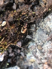 Bembidion bipunctatum