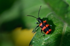 Neolema fasciata