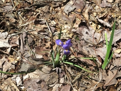 Iris verna smalliana