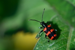 Neolema fasciata
