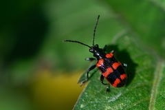 Neolema fasciata