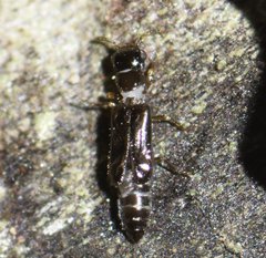 Micromalthus debilis