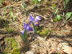 Iris verna smalliana