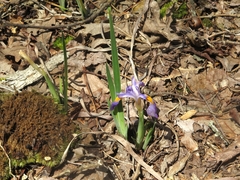 Iris verna smalliana