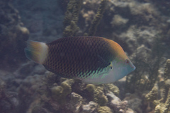 Halichoeres podostigma