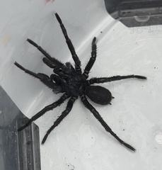 Hadronyche modesta