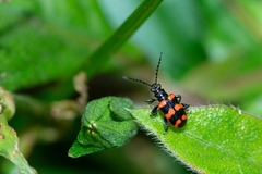 Neolema fasciata