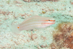 Amblygobius decussatus