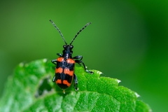Neolema fasciata