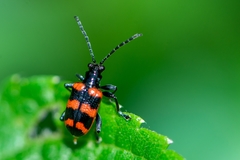 Neolema fasciata