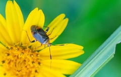 Horciasinus argentinus