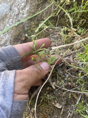 Lasthenia microglossa