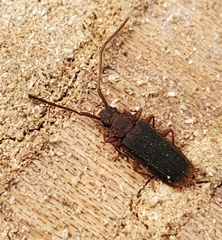 Uleiota dubia