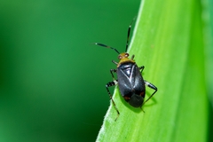 Horciasinus argentinus