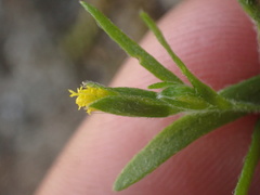 Lasthenia microglossa