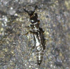 Micromalthus debilis