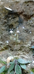 Lobelia sartorii