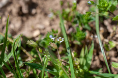 Draba praecox