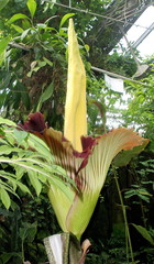 Amorphophallus titanum