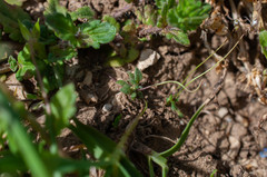 Draba praecox