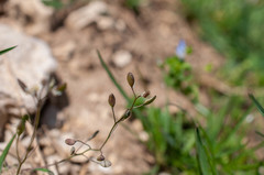 Draba praecox
