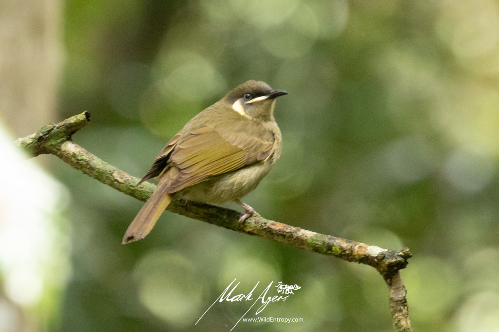 Lewin's Honeyeater