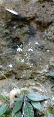 Lobelia sartorii