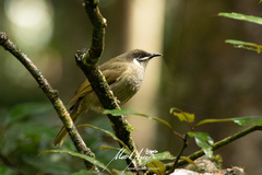 Meliphaga lewinii mab