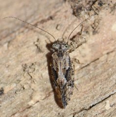 Myopsocus