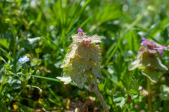 Neoerysiphe galeopsidis