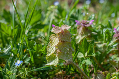 Neoerysiphe galeopsidis