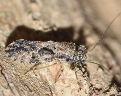 Myopsocus