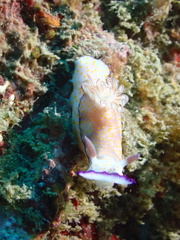 Hypselodoris pulchella