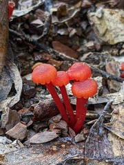 Pseudohygrocybe