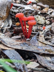 Pseudohygrocybe