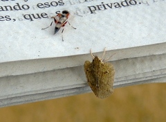 Dryinidae