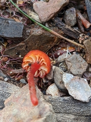 Pseudohygrocybe