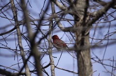 Cardinalis cardinalis
