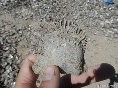 Pteriidae