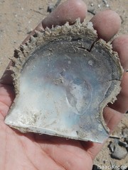 Pteriidae