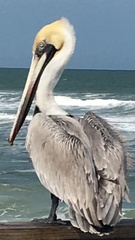 Pelecanus occidentalis