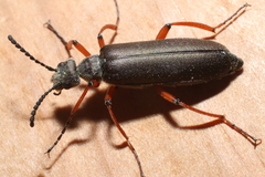 Lytta aenea