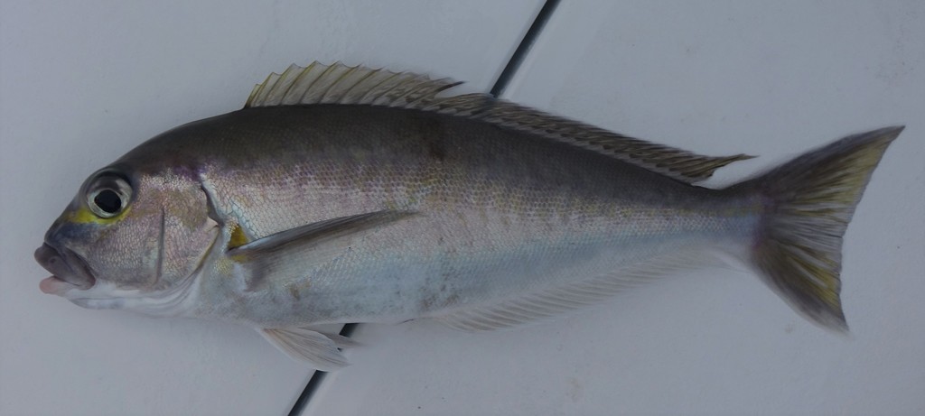 Goldface Tilefish