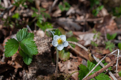 Fragaria vesca vesca