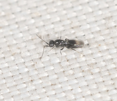 Ceraphronoidea