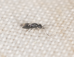 Ceraphronoidea