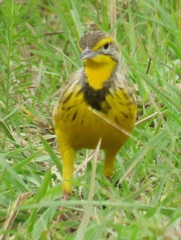 Yellow-Throated Longclaw photo 2