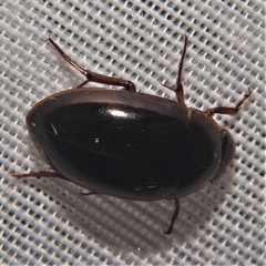 Tropisternus collaris viridis