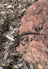 Sceloporus occidentalis