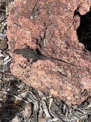 Sceloporus occidentalis
